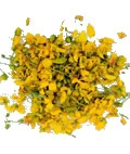 Senna Auriculata - SupraNail Ingredient